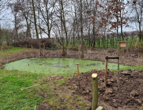 Herinneringsboom geplant